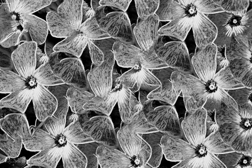 �1756078 �������(a): ����������:3500x2333